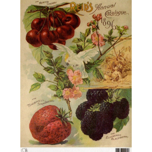 TT51 -A4 - Decoupage Rice Paper - Calambour - Vintage Seed Catalog - Reid's Annual Catalog Mercer Cherry Fruits1896