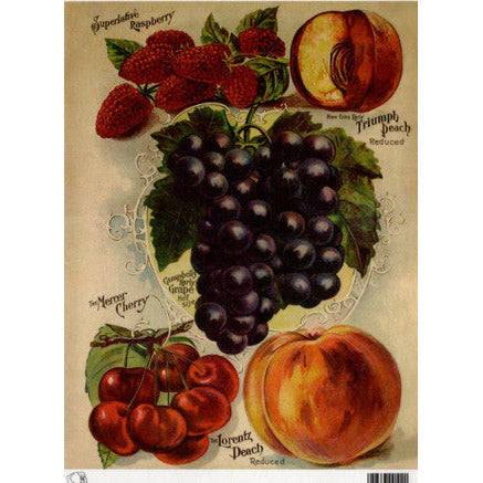 TT55 -A4 - Decoupage Rice Paper - Calambour - Vintage Seed Catalog - Superlative Raspberry and Triumph Peach