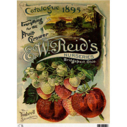 TT56 -A4 - Decoupage Rice Paper - Calambour - Vintage Seed Catalog - EW Reid's Nurseries the Timbrell Strawberry 1895