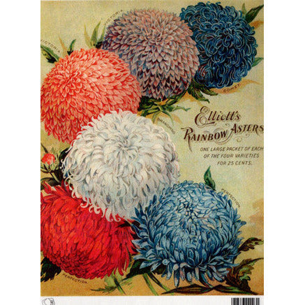 TT80 - A4 - Decoupage Rice Paper - Calambour - Vintage Seed Catalog - Elliot's Rainbow Asters