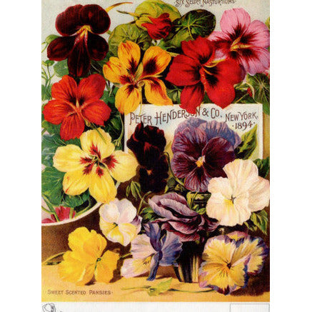 TT96 - A4 - Decoupage Rice Paper - Calambour - Vintage Seed Catalog - Peter Henderson Scented Pansies 1894